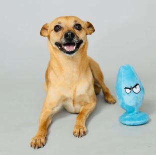 Scruffy Mutt Plug Mcruff Butt Plug Blue