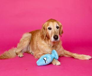 Scruffy Mutt Plug Mcruff Butt Plug Blue